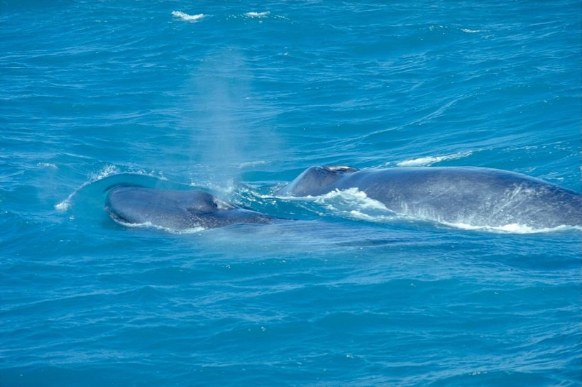 Balena azzurra