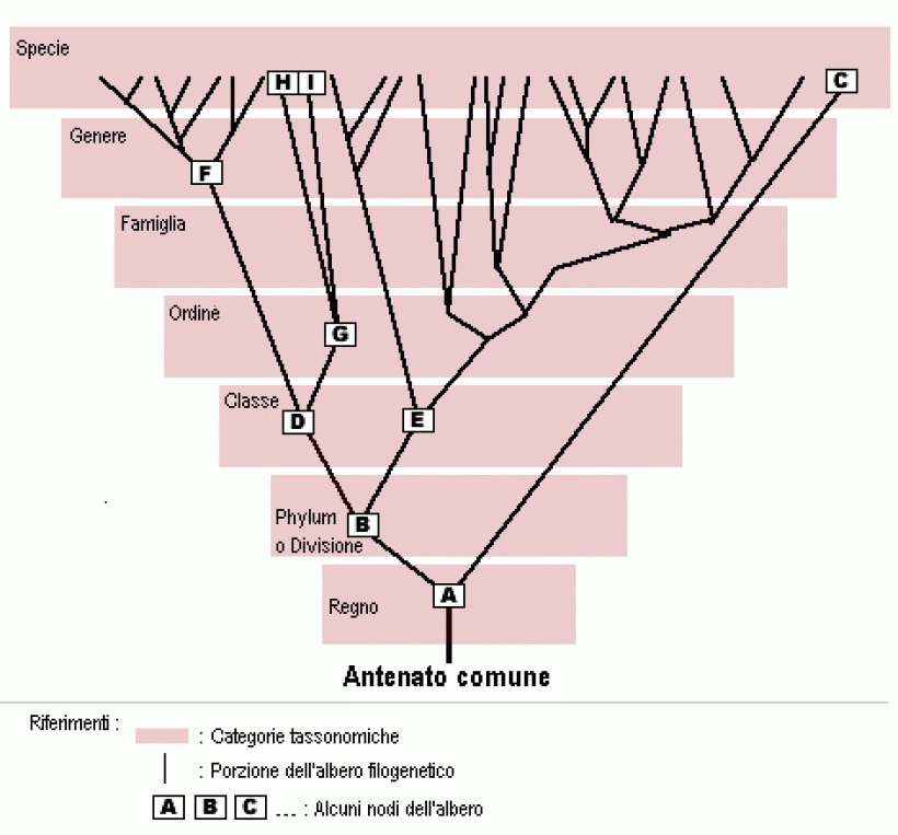 tassonomia e filogenesi