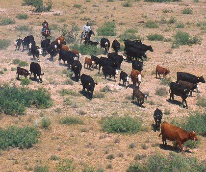 Cowboys e mandria