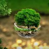 Ecology