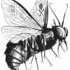 cacarchia: Belzebub