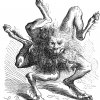 cacarchia: Buer