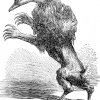 cacarchia: Ipos