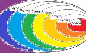 classificazione del regno animale