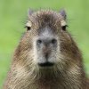 Ritratto di Capybara97